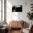 Cuba Girl Framed print 70x100 cm / 28x40″ White frame in interior