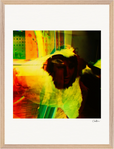 In the Eye Framed print 45x60 cm / 18x24″ Wood frame 20