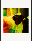 In the Eye Framed print 20x25 cm / 8x10″ White frame 1