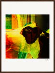 In the Eye Framed print 45x60 cm / 18x24″ Dark wood frame 29