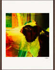 In the Eye Framed print 45x60 cm / 18x24″ Dark wood frame 29