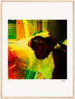 In the Eye Framed print 45x60 cm / 18x24″ Wood frame 20