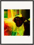 In the Eye Framed print 60x80 cm / 24x32″ Black frame 31