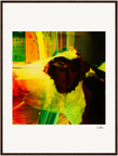In the Eye Framed print 60x80 cm / 24x32″ Dark wood frame 31