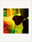 In the Eye Framed print 60x80 cm / 24x32″ White frame 13