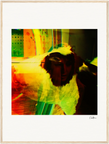 In the Eye Framed print 60x80 cm / 24x32″ Wood frame 22