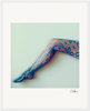 A person’s leg is extended against a pale background, wearing blue patterned lace tights with large floral designs. This soft-focus image is perfect as inspirational wall art or mindful home decor, complete with a signature in the bottom right corner.