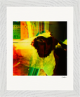 In the Eye Framed print 20x25 cm / 8x10″ White frame 7
