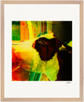 In the Eye Framed print 40x50 cm / 16x20″ Wood frame 19