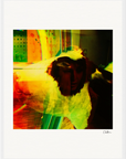 In the Eye Framed print 45x60 cm / 18x24″ White frame 11