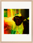 In the Eye Framed print 45x60 cm / 18x24″ Wood frame 20