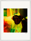 In the Eye Framed print 60x80 cm / 24x32″ White frame 13