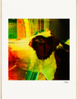 In the Eye Framed print 60x80 cm / 24x32″ Wood frame 22